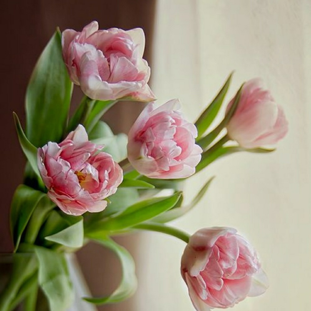 Meet your Posher, Adriana